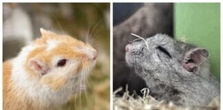 Zwei goldige Wüstenrennmäuse – VERMITTELT –