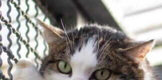 MILA liebt das Landleben – VERMITTELT –