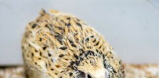 Unser Wachtellinchen – VERMITTELT