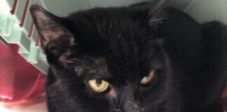 Einzelprinz GOMEZ – VERMITTELT