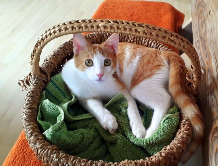 IMG-20220217-WA0004-2