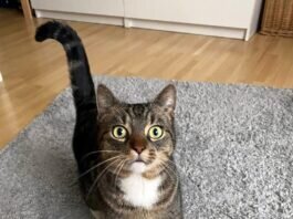 Wer kennt diesen Kater!