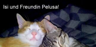 Katzenliebe! Zuhause gesucht!