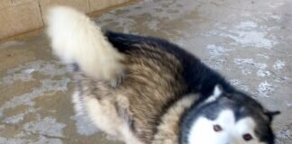 Schlittenhundeliebhaber gesucht!