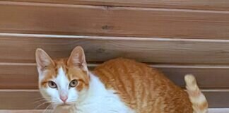 Menschen mit Herz gesucht!