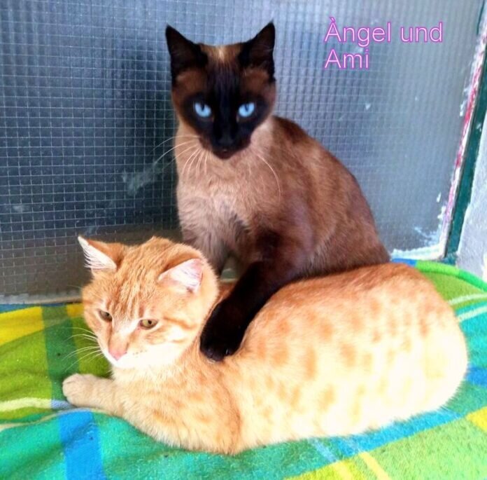 IMG_20220306_ángel y Ami (3)-1