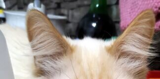 Freunde von Langhaarkatzen gesucht! Schönes Zuhause gefunden!