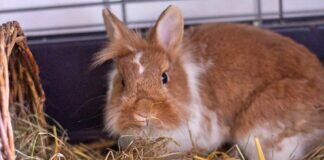 Selbstbewusste Kaninchendame – IDA – VERMITTELT –