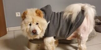 Post aus dem neuen Zuhause von LAIKA