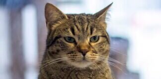 Kapriziöse LEONORA – VERMITTELT –