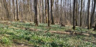 VHC Grünberg wanderte zu den Märzenbechern in Homberg