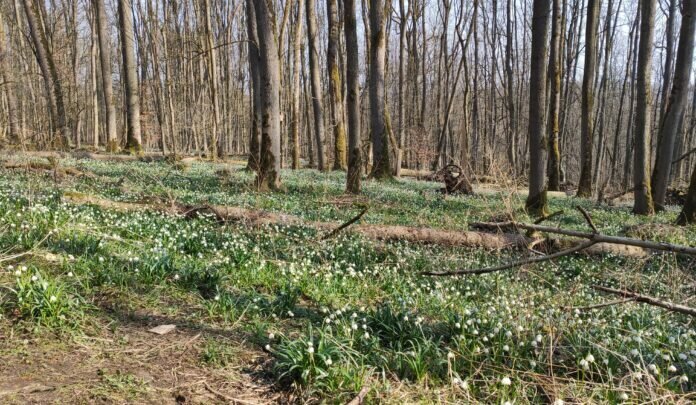 Märzenbecher Homberg