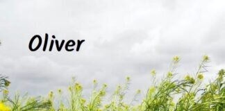 Galgowelpen möchten Ihr Herz erobern!