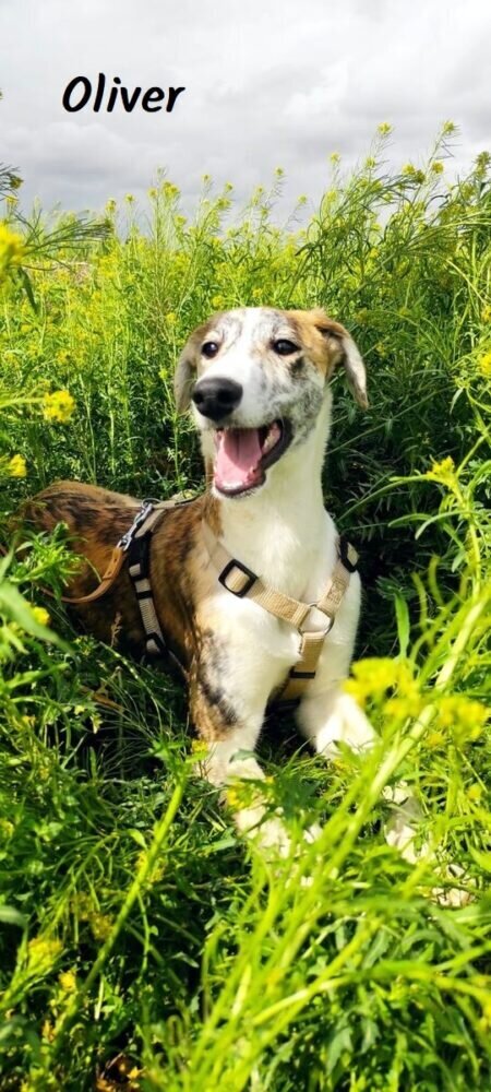 Oliver (1)