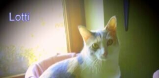 Wessen Heim dürfen diese drei Katzen erobern und in Ihr Herz springen. Lotti hat ein Zuhause gefunden!