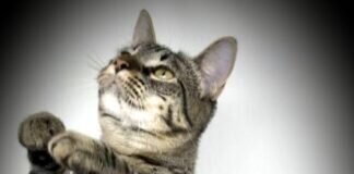 Unsere Vergessenen! Unsere beiden “Pechvögel” haben endlich ein schönes und verständnisvolles Zuhause gefunden!