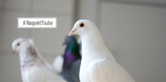 Verletzte Stadttauben