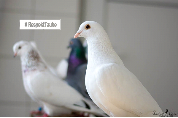 Tauben