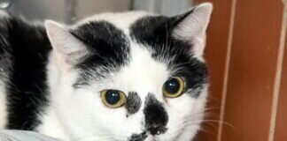 TINA – schon wieder im Tierheim