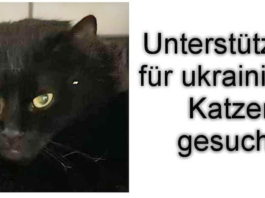 Aufruf – Sirenenalarm und Granateneinschläge