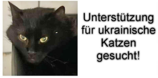 Aufruf – Sirenenalarm und Granateneinschläge