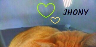 Schmusekater Jhony! Zuhause gefunden!