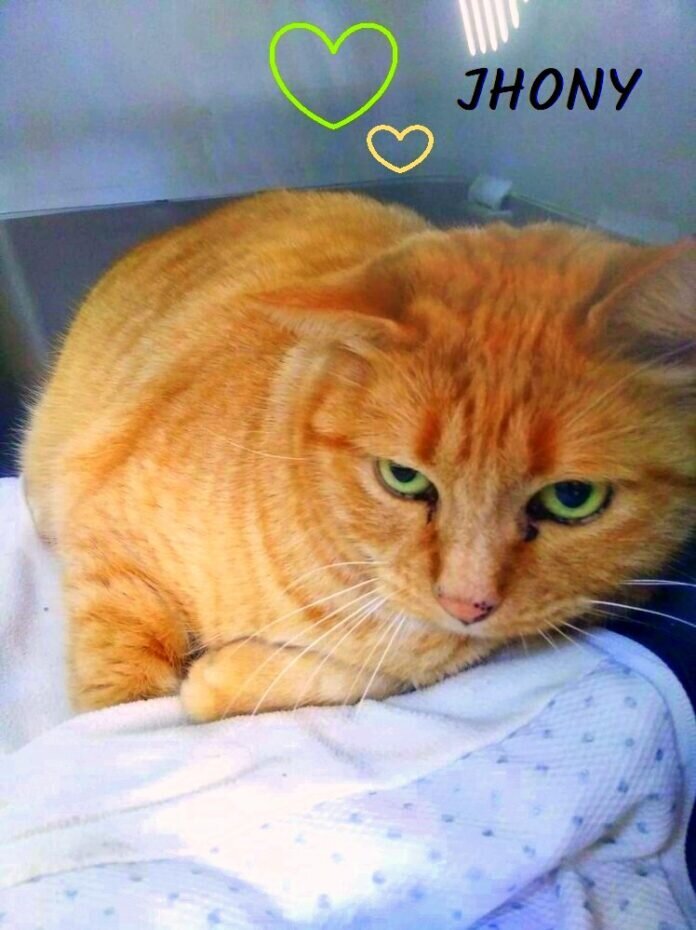 WhatsApp Image 2022-02-02 Jhony-1