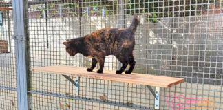 „Sich im Katzenhaus verewigen lassen“