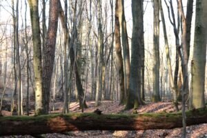 Blick in einen Wald mit Buchen