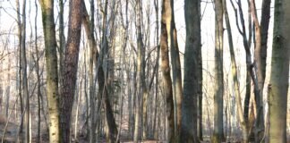 Zum Online-Stammtisch mit den Hungener Grünen Blick in einen Wald mit Buchen
