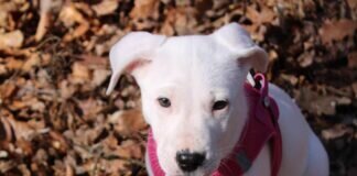 Das ewige Welpendrama – SKY – VERMITTELT