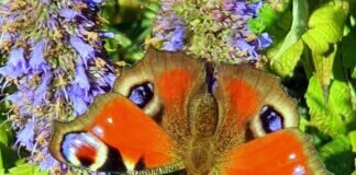 Der Wunsch der meisten Menschen ist Frieden!