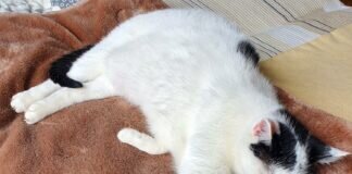 Traurig für Mensch und Tier!