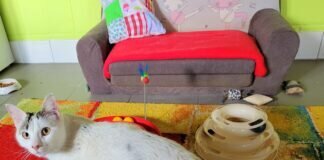 Charming Boy Mandel!