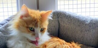 Wessen Herz dürfen Pixie und EM erobern?