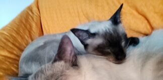 Liebhaber von Siamesen gesucht! Traumzuhause gefunden!