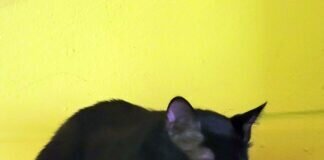 Geduldige Menschen gesucht!