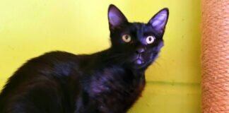 Vier Geschwister auf Wohnungssuche!