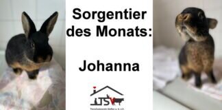 Sorgentier des Monats – JOHANNA –