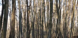 Hungener Grüne bitten um „Ja“ zum Projekt Wildnisfond Buchenwald im Winter, also ohne Grün