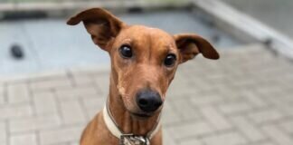 Noch etwas unsicher – CAROLA – VERMITTELT –