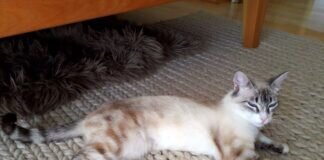 Unser kleiner “Pechvogel”! Wunderschönes Zuhause und Spielkamerad gefunden.