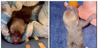 Spendenaufruf für unsere Fuchswelpen