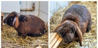 Wie es nicht laufen sollte – MAJA & MERLE