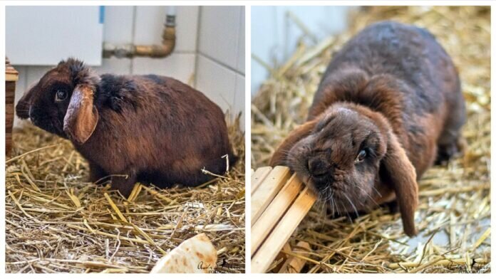 Collage_Fotor Maja und Merle