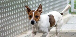 Sonnenschein OSKAR – VERMITTELT –