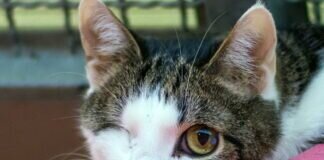 Sensible PURZEL – VERMITTELT –