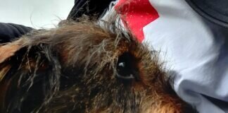 Fips der Seelenhund! Fips hat ein super tolles Zuhause bekommen! Und er hatte sehr viele Interessenten, die uns die Entscheidung schwer machten, denn alle Dackelfreunde waren sehr lieb!