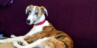 Galgokind auf der Suche nach lieben Menschen!