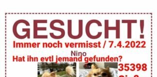 Aufmerksame Tierfreunde gesucht! Der kleine, arme Hund wurde tot gefunden.